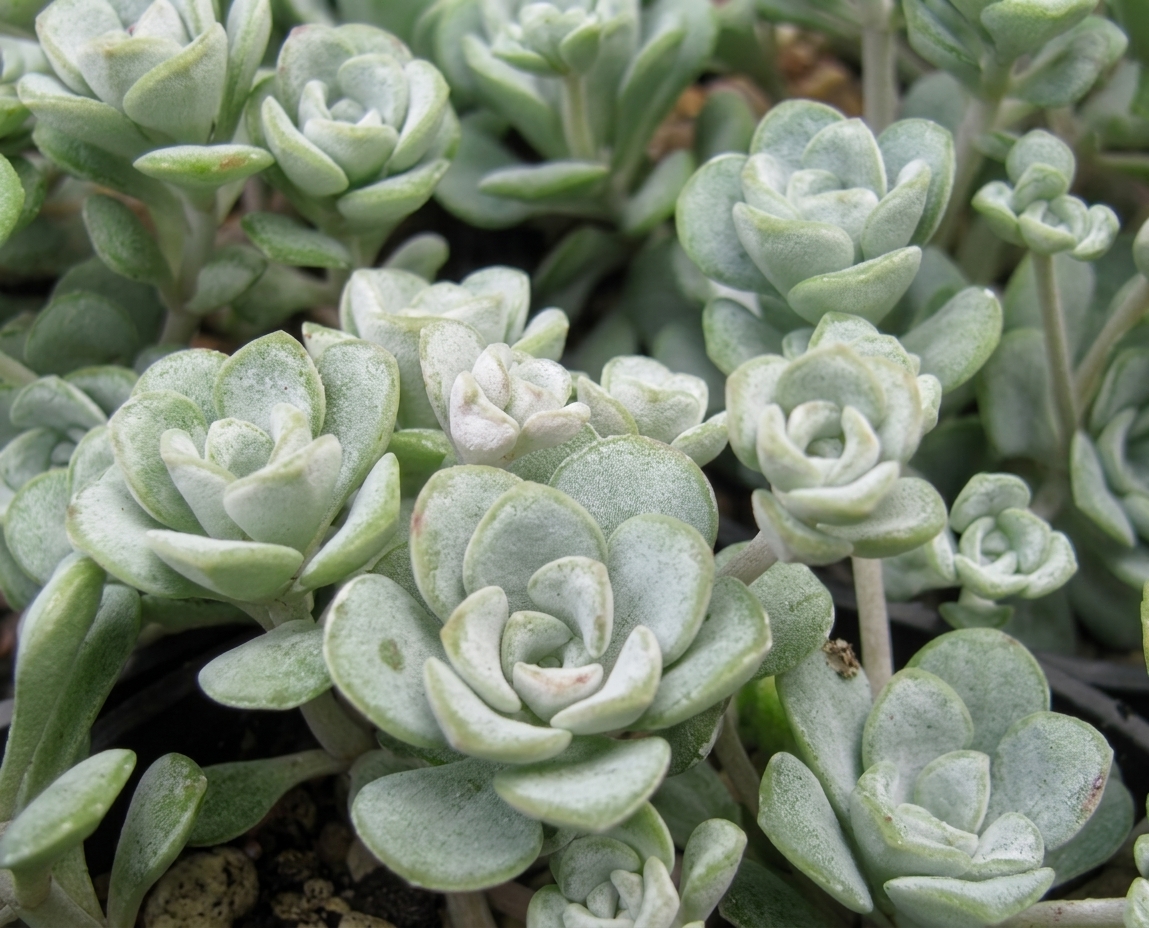 Sedum spathulifolium 'Cape Blanco'